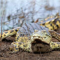 Nile crocodile (Crocodylus niloticus)