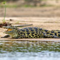 Nile crocodile (Crocodylus niloticus)
