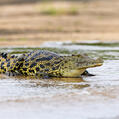 Nile crocodile (Crocodylus niloticus)