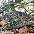 Nile Monitor, Water Leguaan (Varanus niloticus)