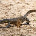 Nile Monitor, Water Leguaan (Varanus niloticus)