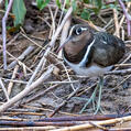 Greater Painted-snipe (Rostratula benghalensis)