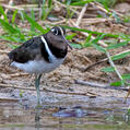Greater Painted-snipe (Rostratula benghalensis)