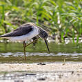 Common Greenshank (Tringa nebularia)