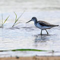 Common Greenshank (Tringa nebularia)
