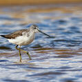 Common Greenshank (Tringa nebularia)