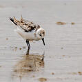 Little Stint (Calidris minuta)