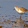 Little Stint (Calidris minuta)