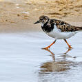 Ruddy Turnstone (Arenaria interpres)
