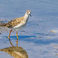 Ruff (Calidris pugnax)