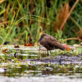 Hamerkop (Scopus umbretta)