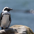 African Penguin (Spheniscus demersus)
