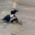 African Penguin (Spheniscus demersus)