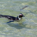 African Penguin (Spheniscus demersus)