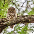 African Barred Owlet (Glaucidium capense)