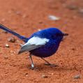 White-winged Fairywren (Malurus leucopterus)