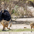 Common Ostrich (Struthio camelus)