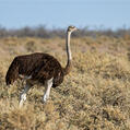 Common Ostrich (Struthio camelus)