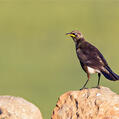 Pied Starling (Lamprotornis bicolor)