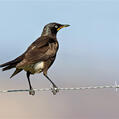Pied Starling (Lamprotornis bicolor)