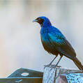 Burchell's Starling (Lamprotornis australis)