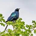 Burchell's Starling (Lamprotornis australis)