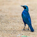 Greater Blue-eared Starling (Lamprotornis chalybaeus)