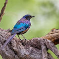 Meves's Starling (Lamprotornis mevesii)