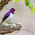Violet-backed Starling (Cinnyricinclus leucogaster)