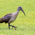 Hadada Ibis (Bostrychia hagedash)