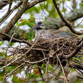Hadada Ibis (Bostrychia hagedash)