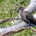 Hadada Ibis (Bostrychia hagedash)