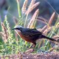 Grey-crowned Babbler (Pomatostomus temporalis)
