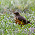 Olive Thrush (Turdus olivaceus)