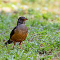 Olive Thrush (Turdus olivaceus)