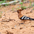Eurasian Hoopoe (Upupa epops)