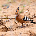 Eurasian Hoopoe (Upupa epops)