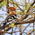 Eurasian Hoopoe (Upupa epops)
