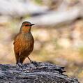 Rufous Treecreeper (Climacteris rufus)