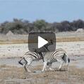 Plains Zebra (Equus quagga)