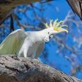 Sulphur-crested Cockatoo (Cacatua galerita)