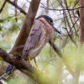 White-backed Night Heron (Gorsachius leuconotus)