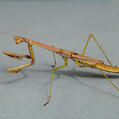 Large Brown Mantis (Archimantis latistyla)