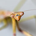 Large Brown Mantis (Archimantis latistyla)