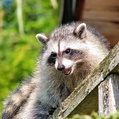 Northern Raccoon (Procyon lotor)