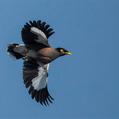 Common Myna (Acridotheres tristis)