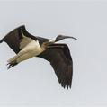 Straw-necked Ibis (Threskiornis spinicollis)