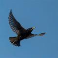 Common Starling (Sturnus vulgaris)