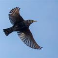 Common Starling (Sturnus vulgaris)