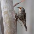 Red-browed Treecreeper (Climacteris erythrops)